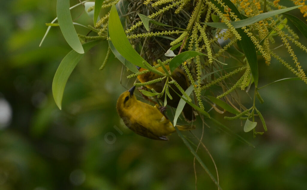 Tisserin de Pelzelnadulte, Nidification