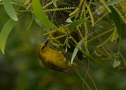 Slender-billed Weaver