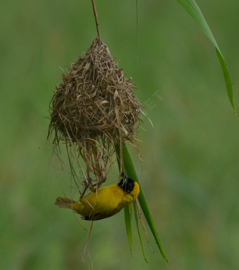 Slender-billed Weaver male adult breeding, identification, Reproduction-nesting