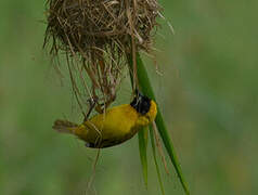 Slender-billed Weaver