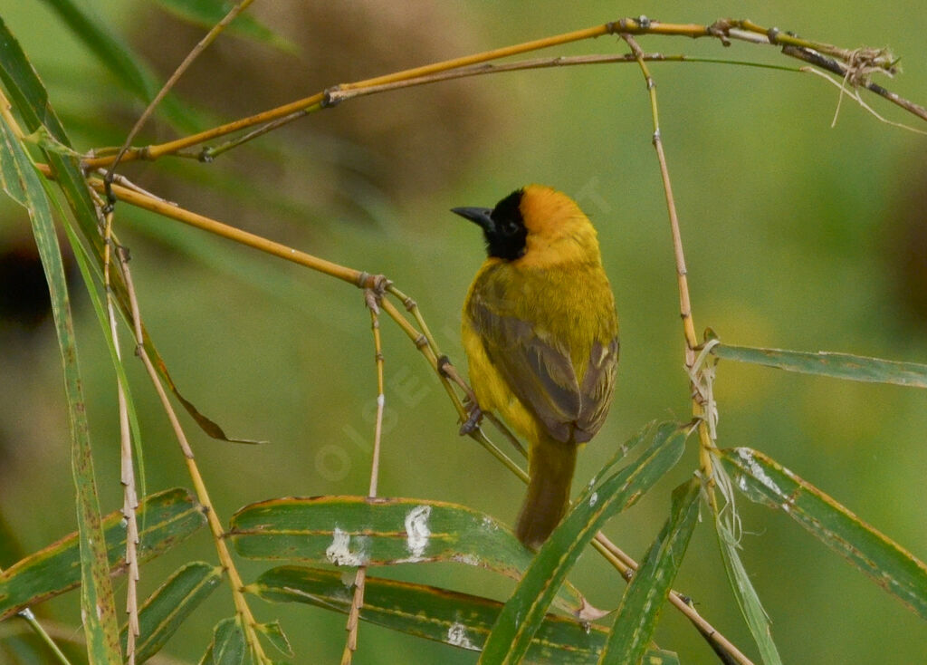 Slender-billed Weaver