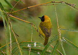 Slender-billed Weaver