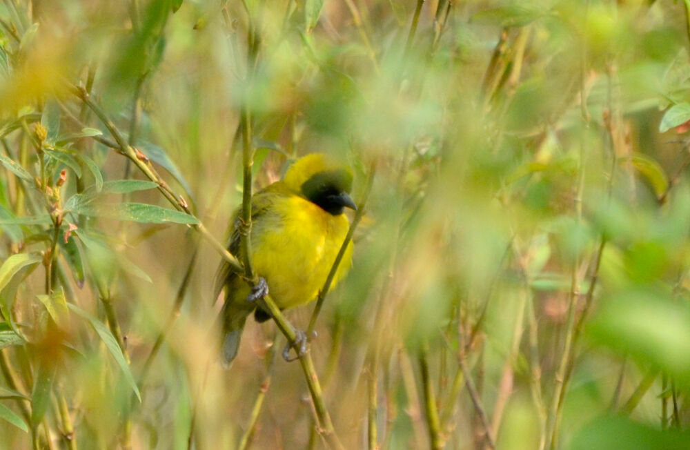 Slender-billed Weaver male adult