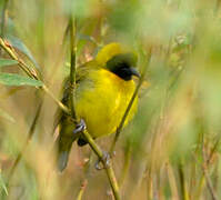 Slender-billed Weaver