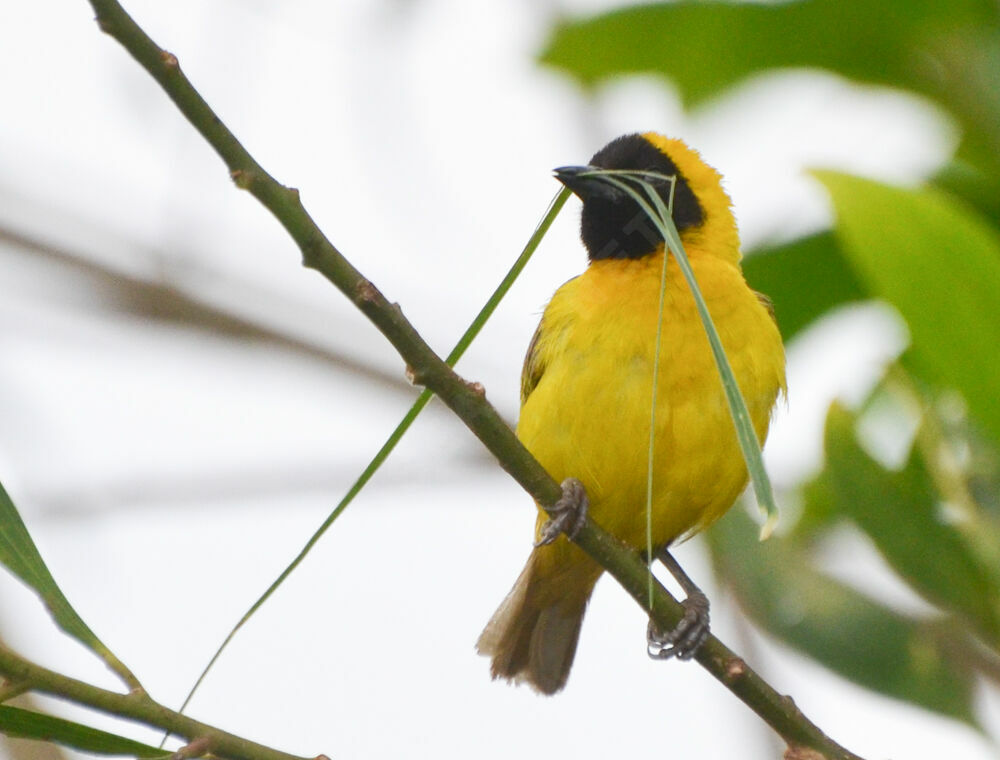 Slender-billed Weaver male adult, Reproduction-nesting