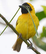 Slender-billed Weaver