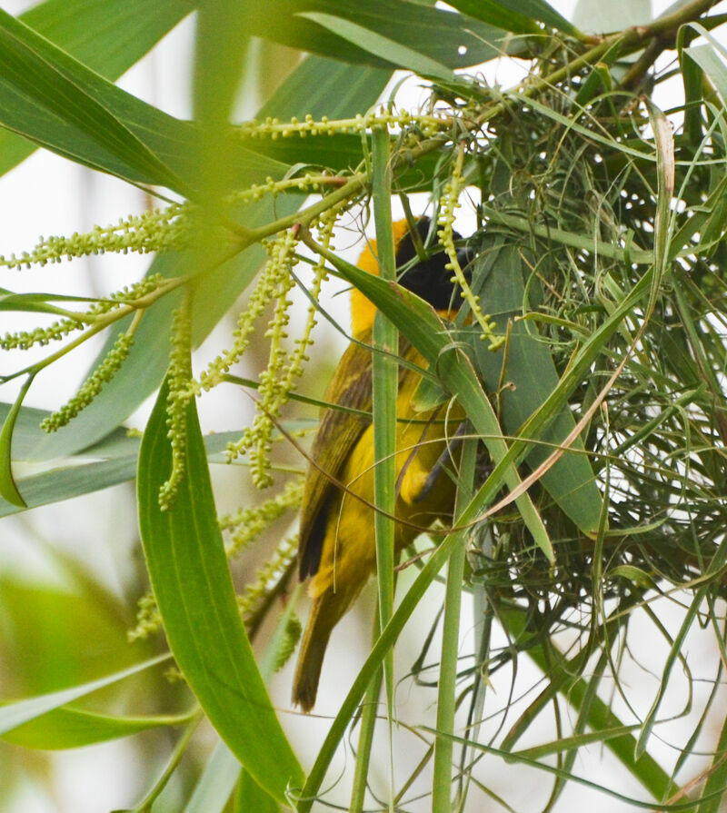 Slender-billed Weaver male adult, Reproduction-nesting