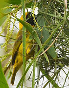 Slender-billed Weaver