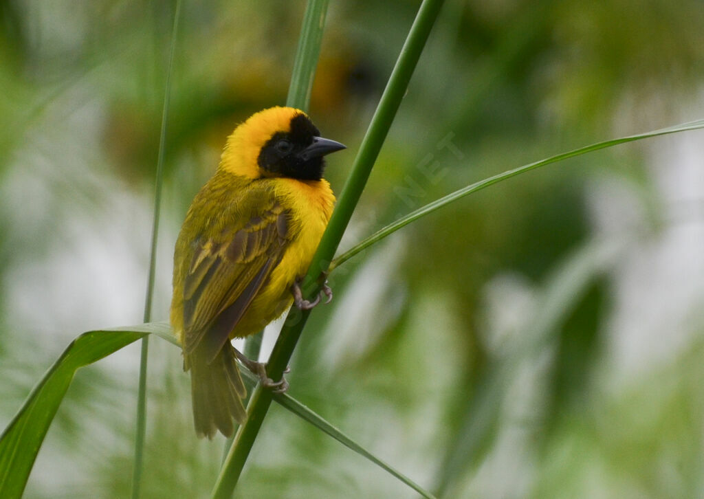 Slender-billed Weaver male adult, identification