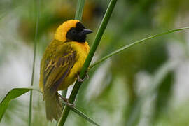 Slender-billed Weaver