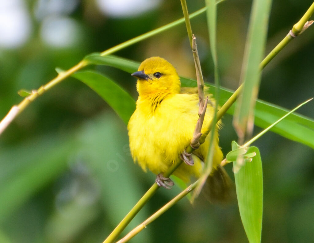 Slender-billed Weaver female adult, identification