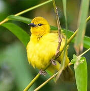 Slender-billed Weaver