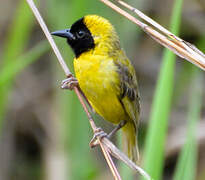 Slender-billed Weaver