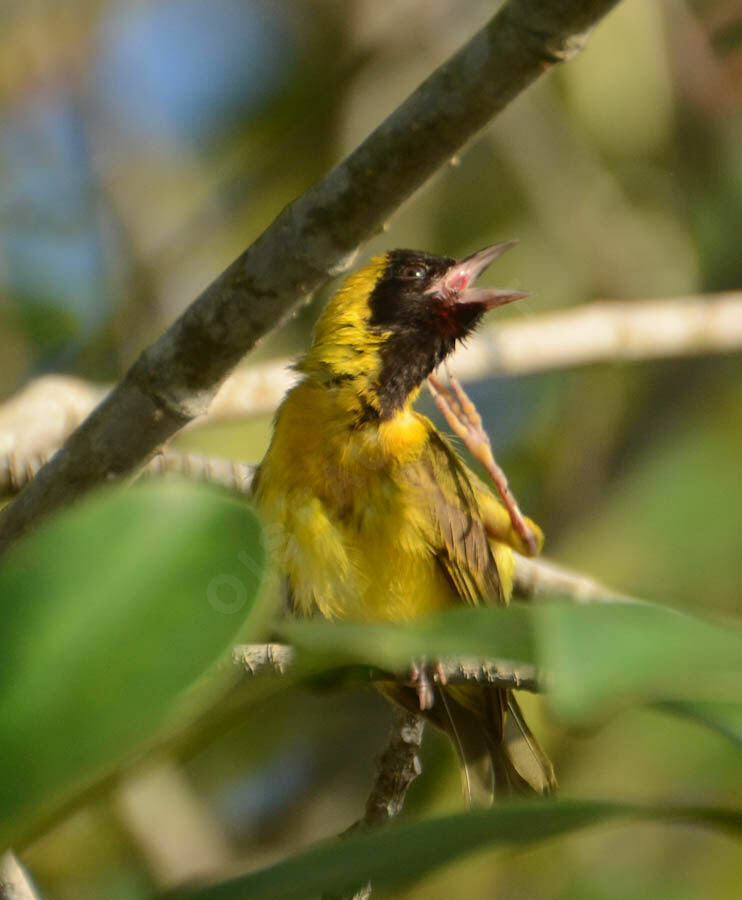 Tisserin de Pelzelnimmature, identification