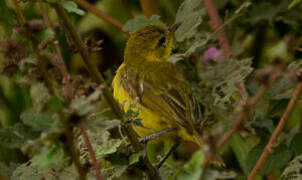 Slender-billed Weaver