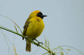 Slender-billed Weaver