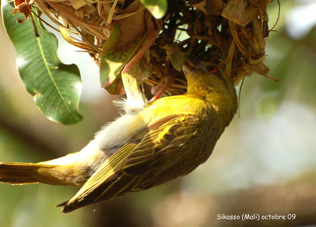 Village Weaver female adult, feeding habits