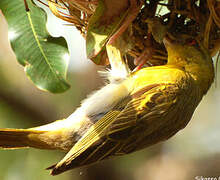 Village Weaver