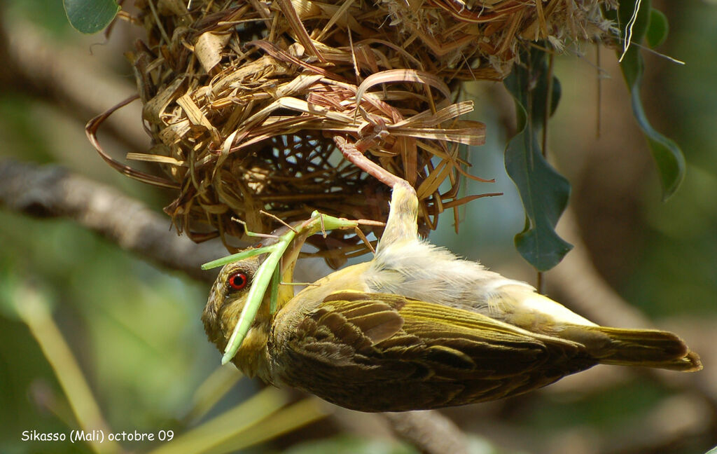 Village Weaver female adult, feeding habits