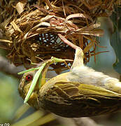 Village Weaver