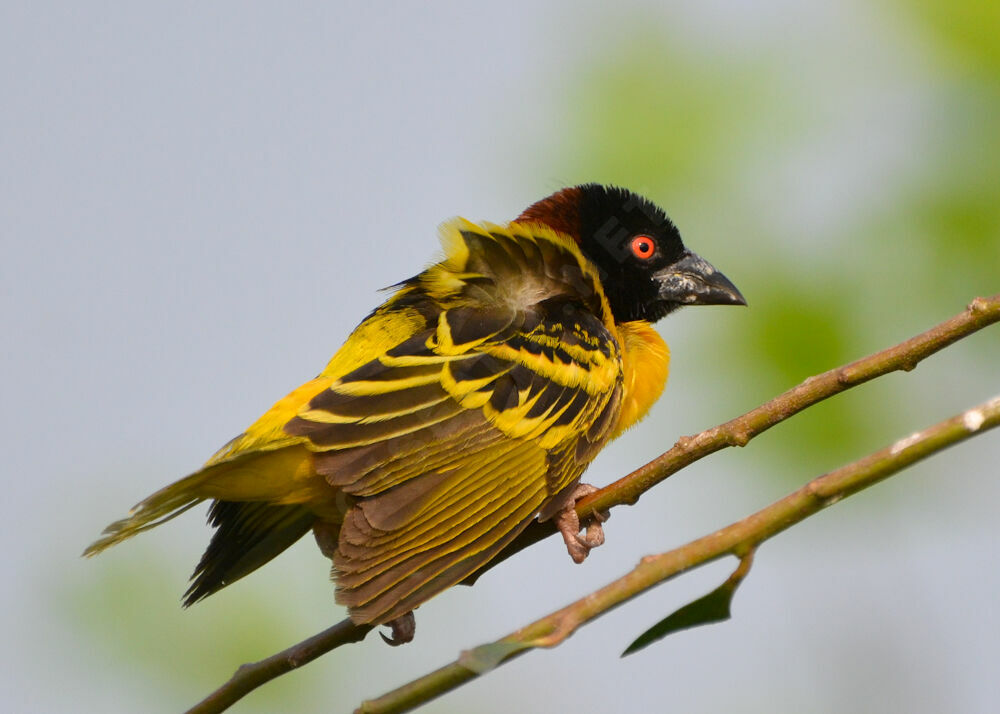 Village Weaver male adult breeding, identification