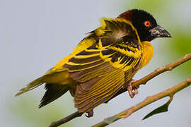 Village Weaver