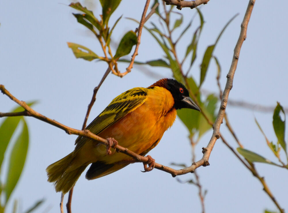 Village Weaver male adult breeding, identification