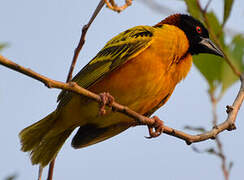 Village Weaver