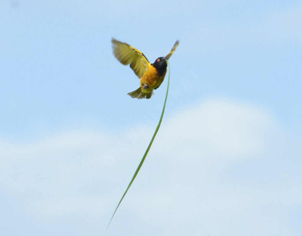 Village Weaveradult, Reproduction-nesting, Behaviour