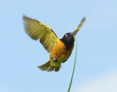 Village Weaver