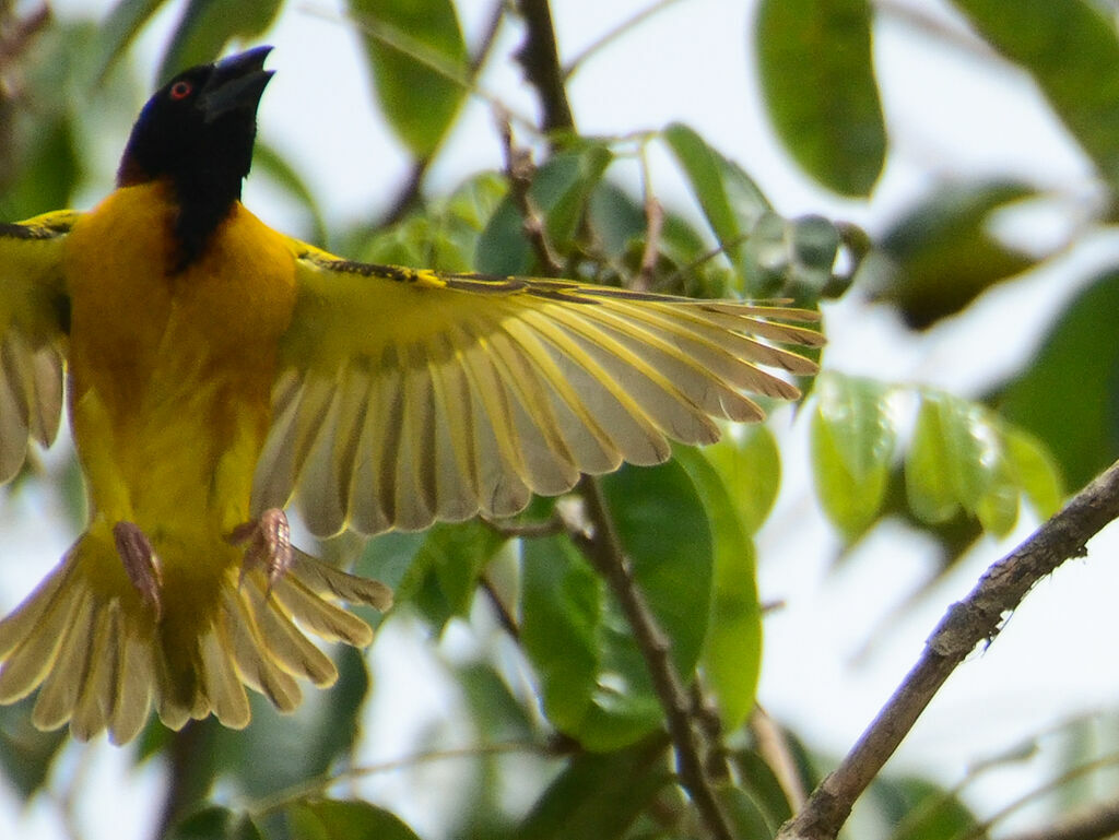 Village Weaveradult, Flight