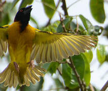 Village Weaver