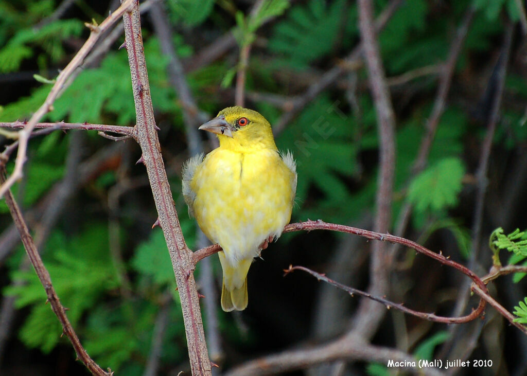 Village Weaver female adult breeding, identification