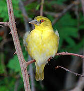 Village Weaver