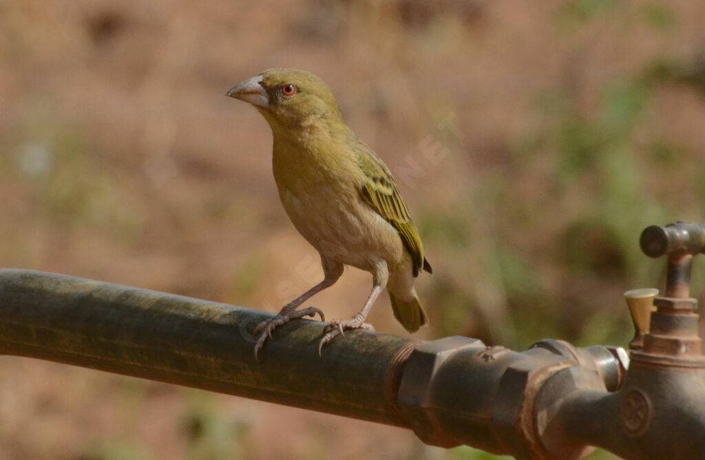Village Weaversubadult