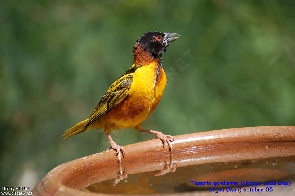 Village Weaver male adult breeding, identification, drinks