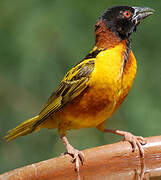 Village Weaver