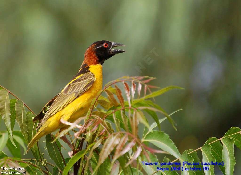 Village Weaver male adult breeding, identification