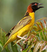 Village Weaver