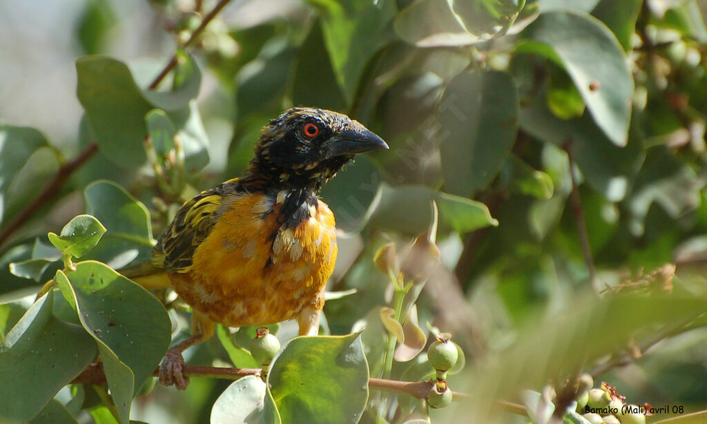 Village Weaver male adult