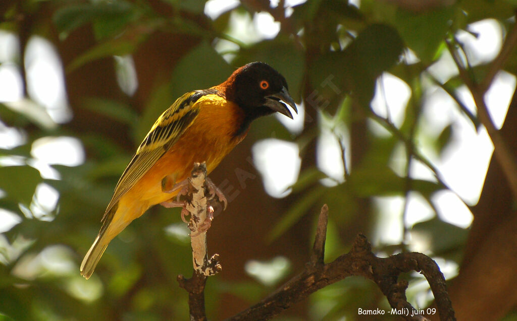 Village Weaver male adult breeding, identification