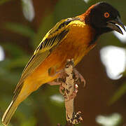 Village Weaver