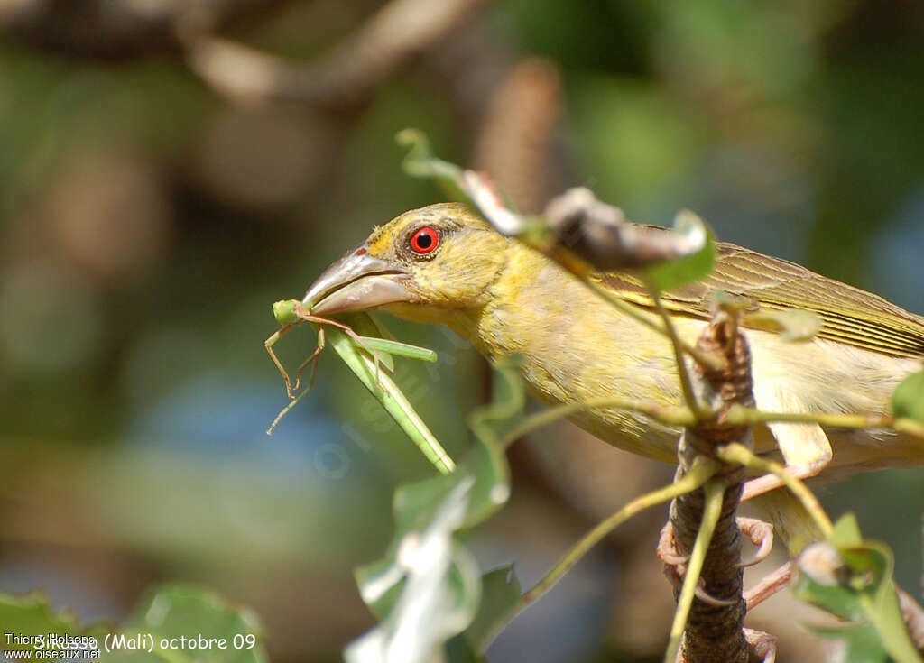 Village Weaver female adult, close-up portrait, feeding habits