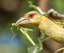 Village Weaver