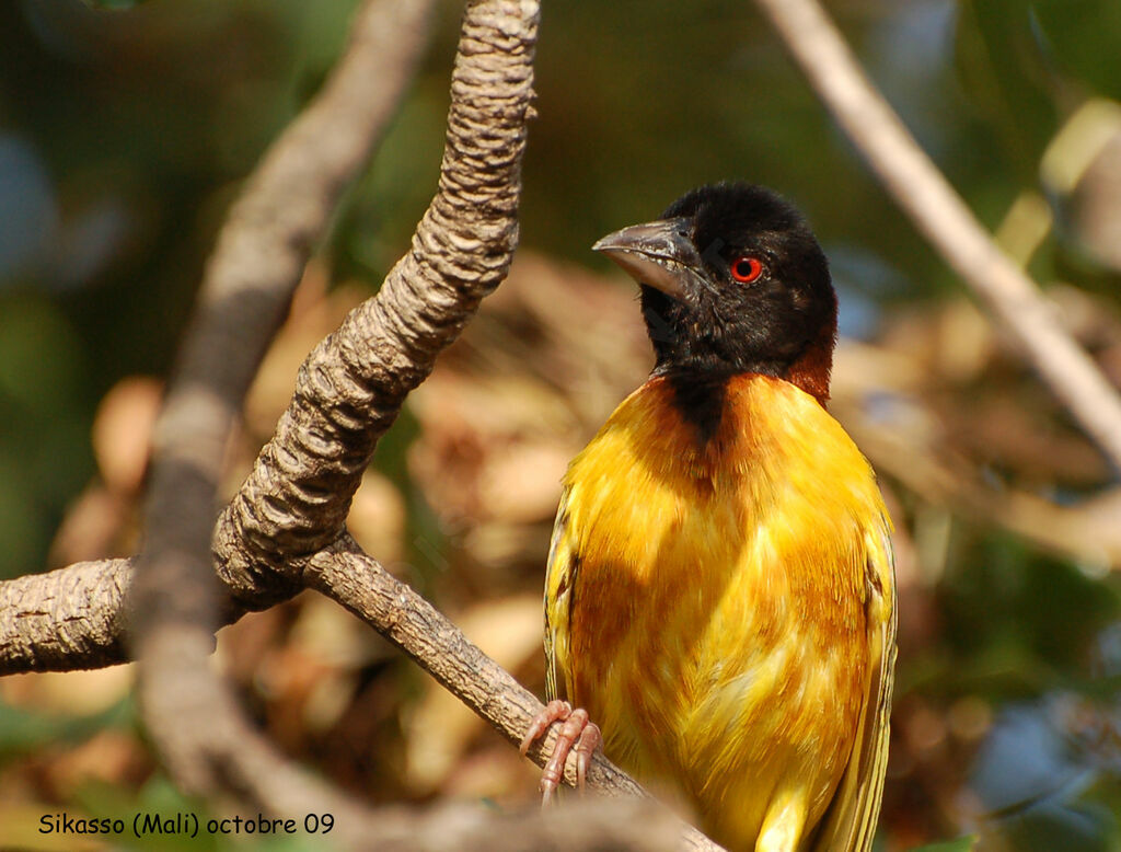 Village Weaver male adult, identification