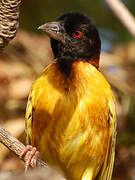 Village Weaver