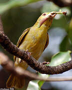 Village Weaver