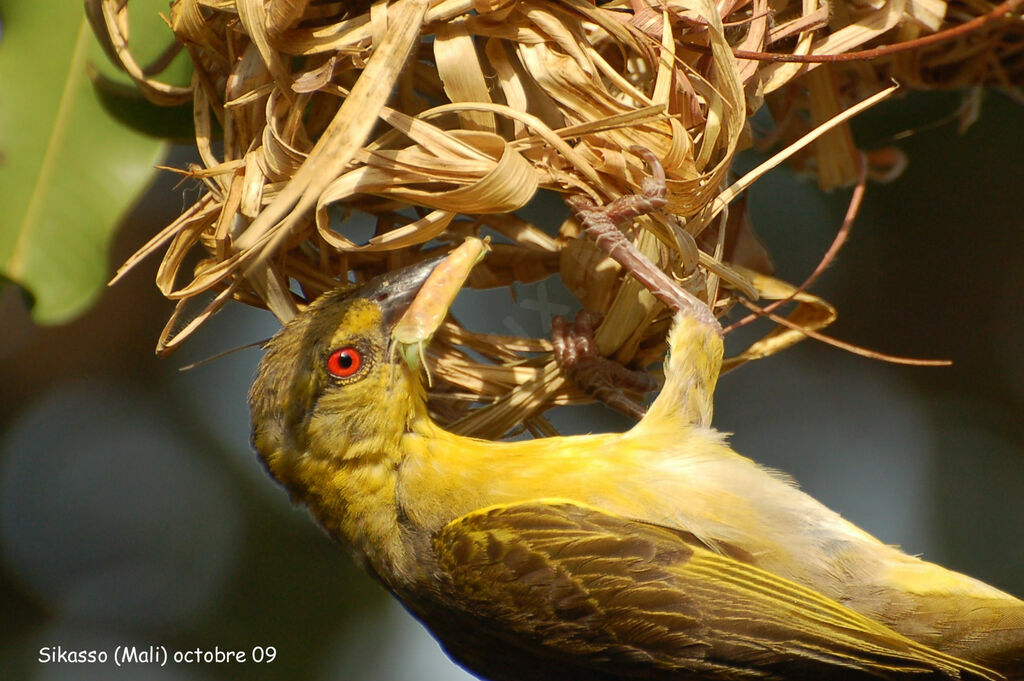 Village Weaver female adult, feeding habits