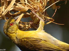 Village Weaver