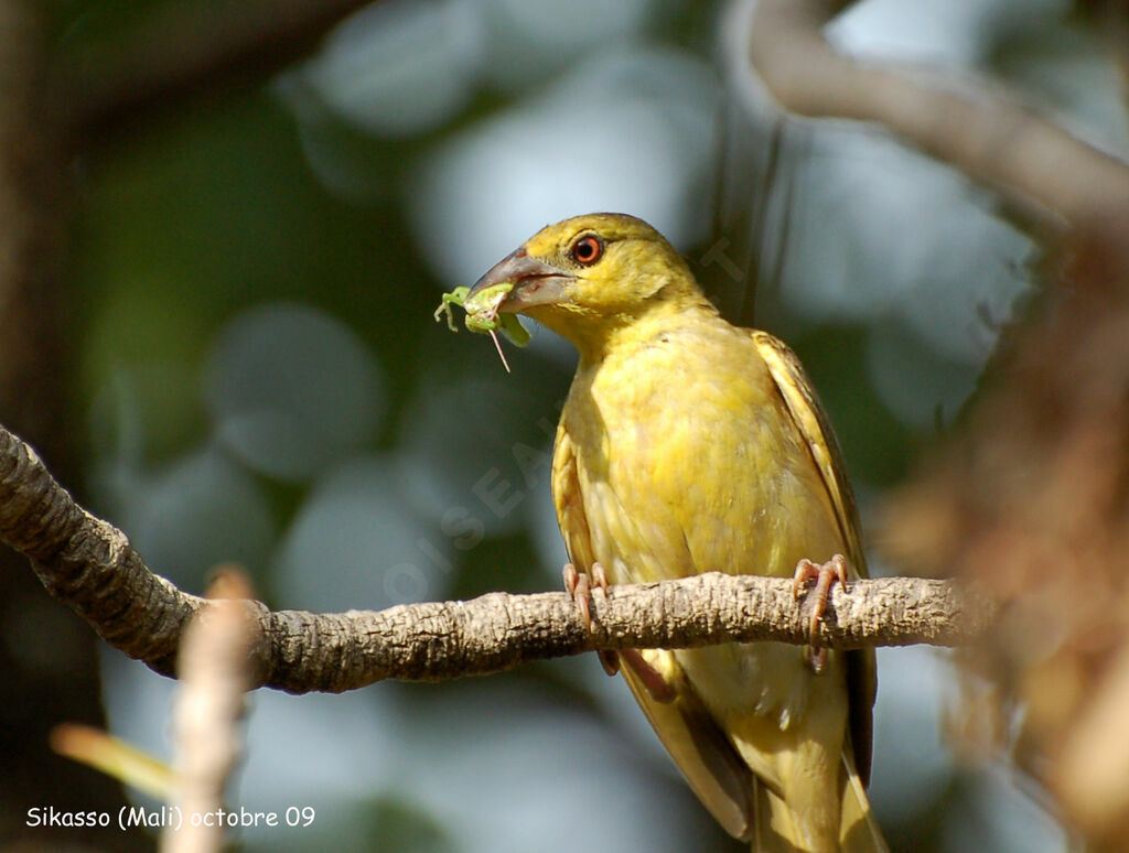 Village Weaver female adult, feeding habits